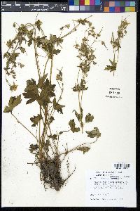 Geranium richardsonii image