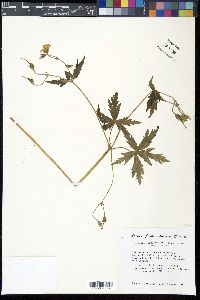 Geranium richardsonii image