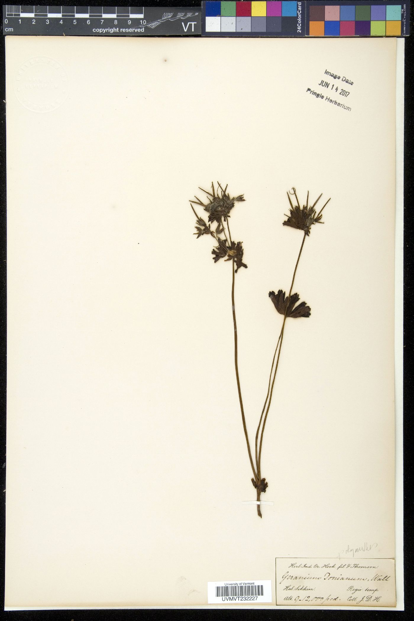 Geranium donianum image