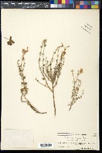 Viviania rosea image