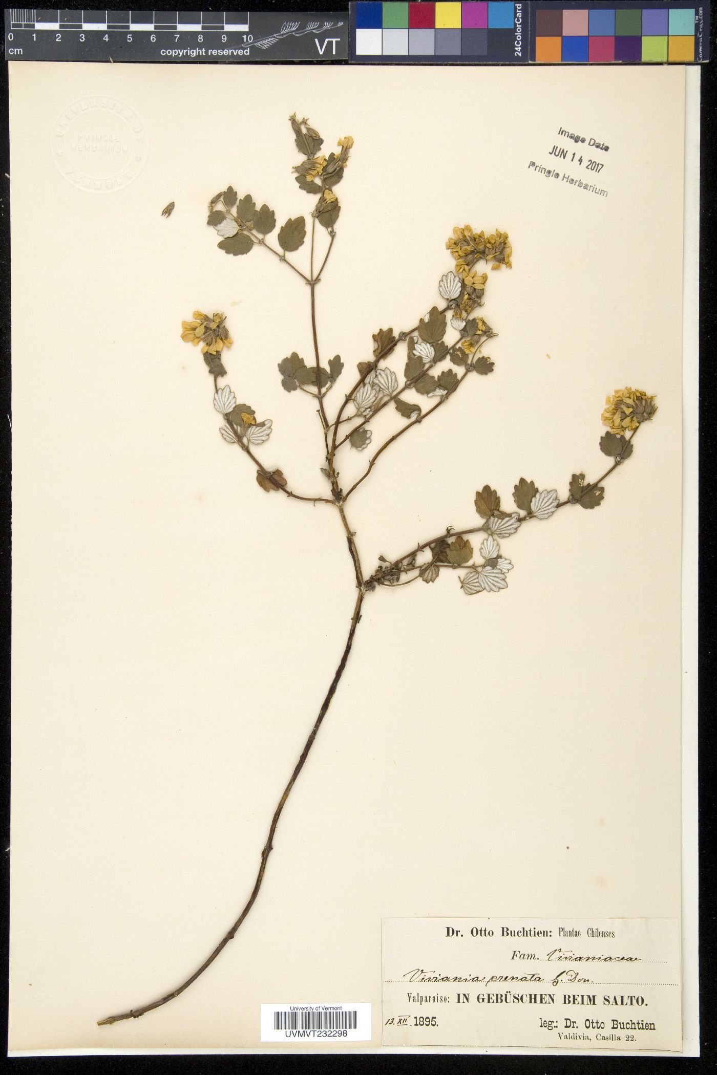 Viviania crenata image