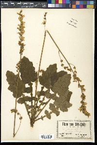 Francoa appendiculata var. sonchifolia image