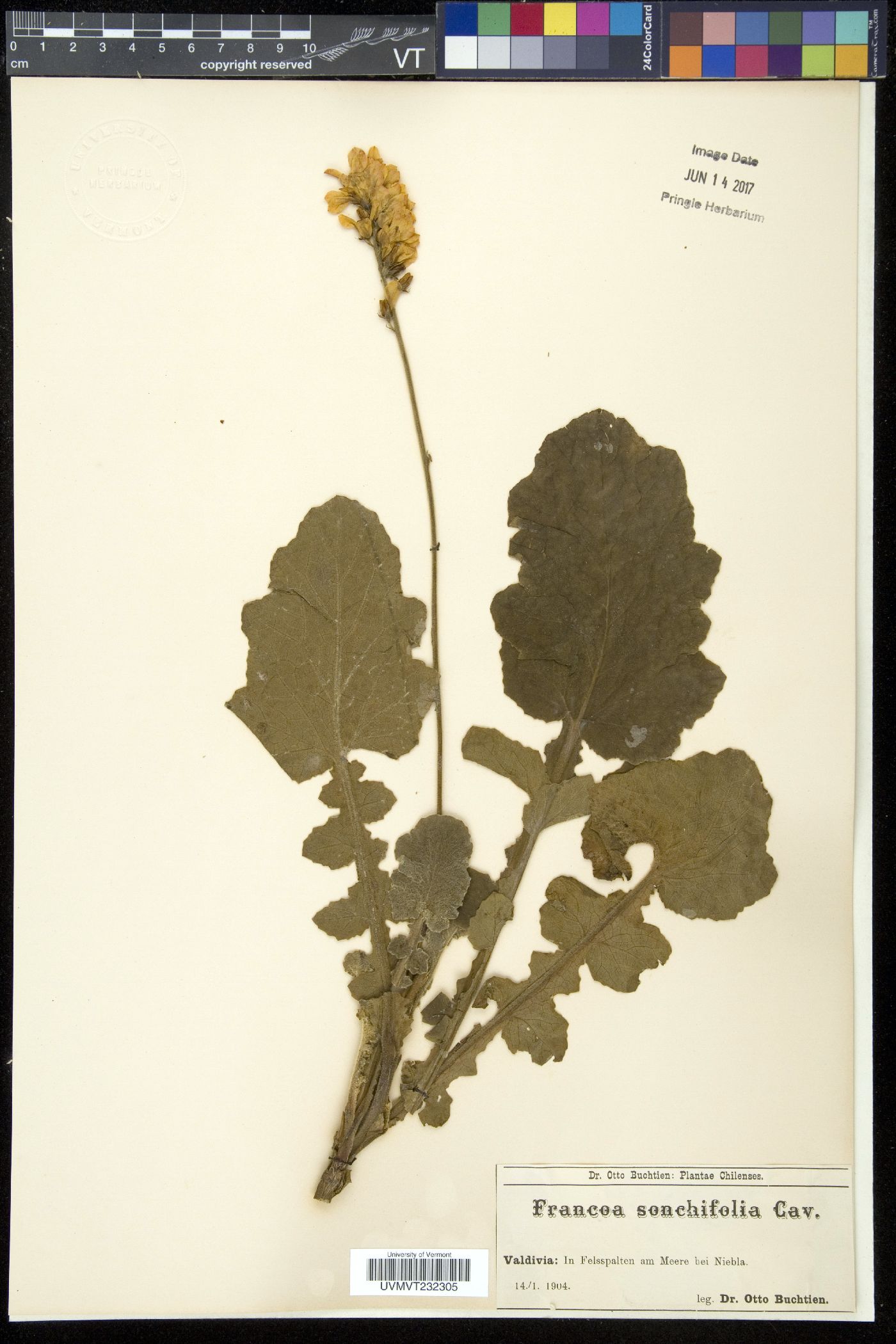Francoa appendiculata var. sonchifolia image