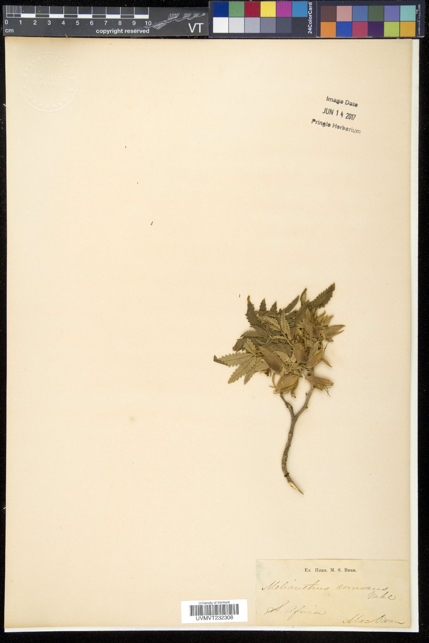 Melianthus comosus image