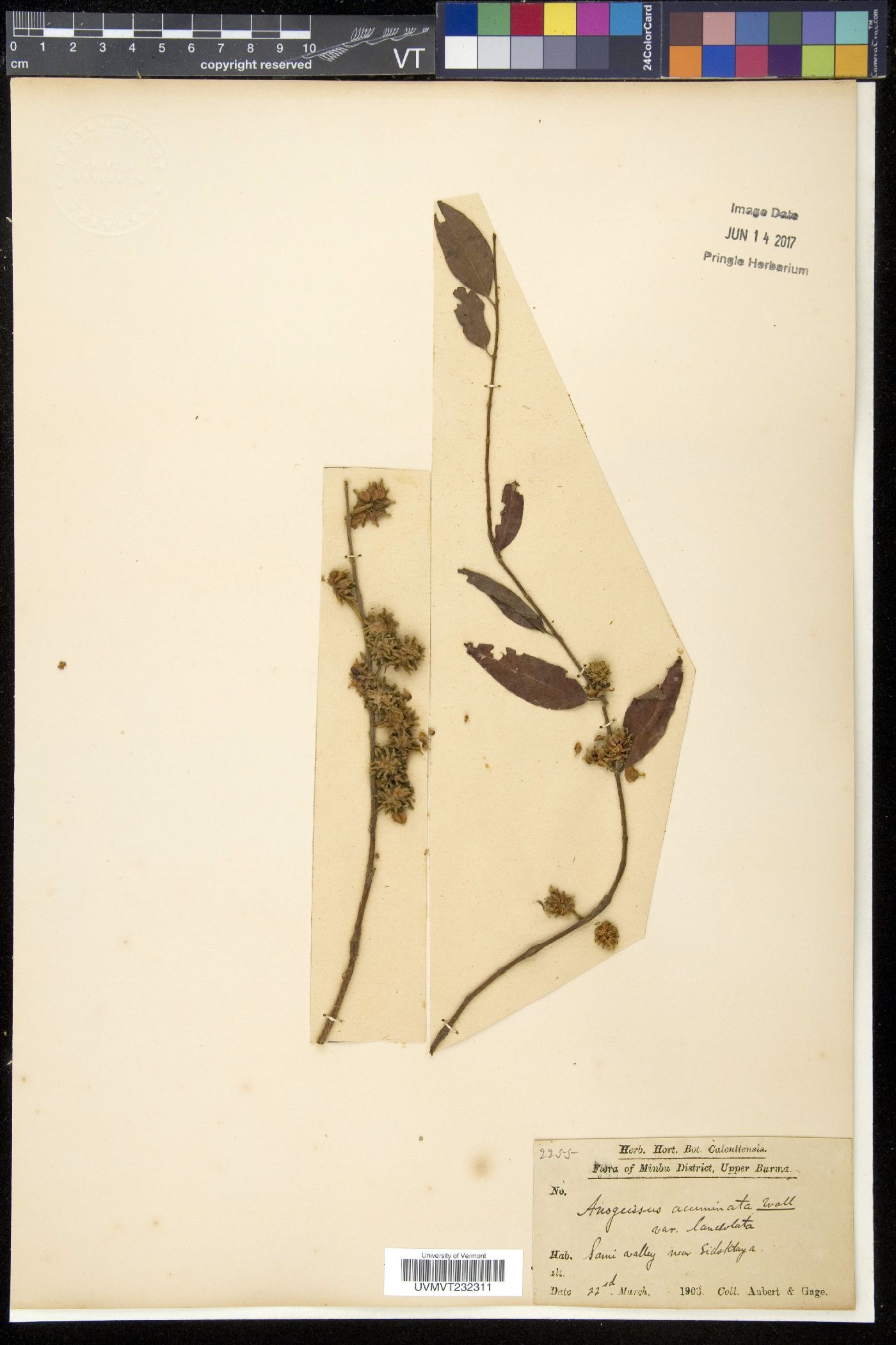Terminalia acuminata image