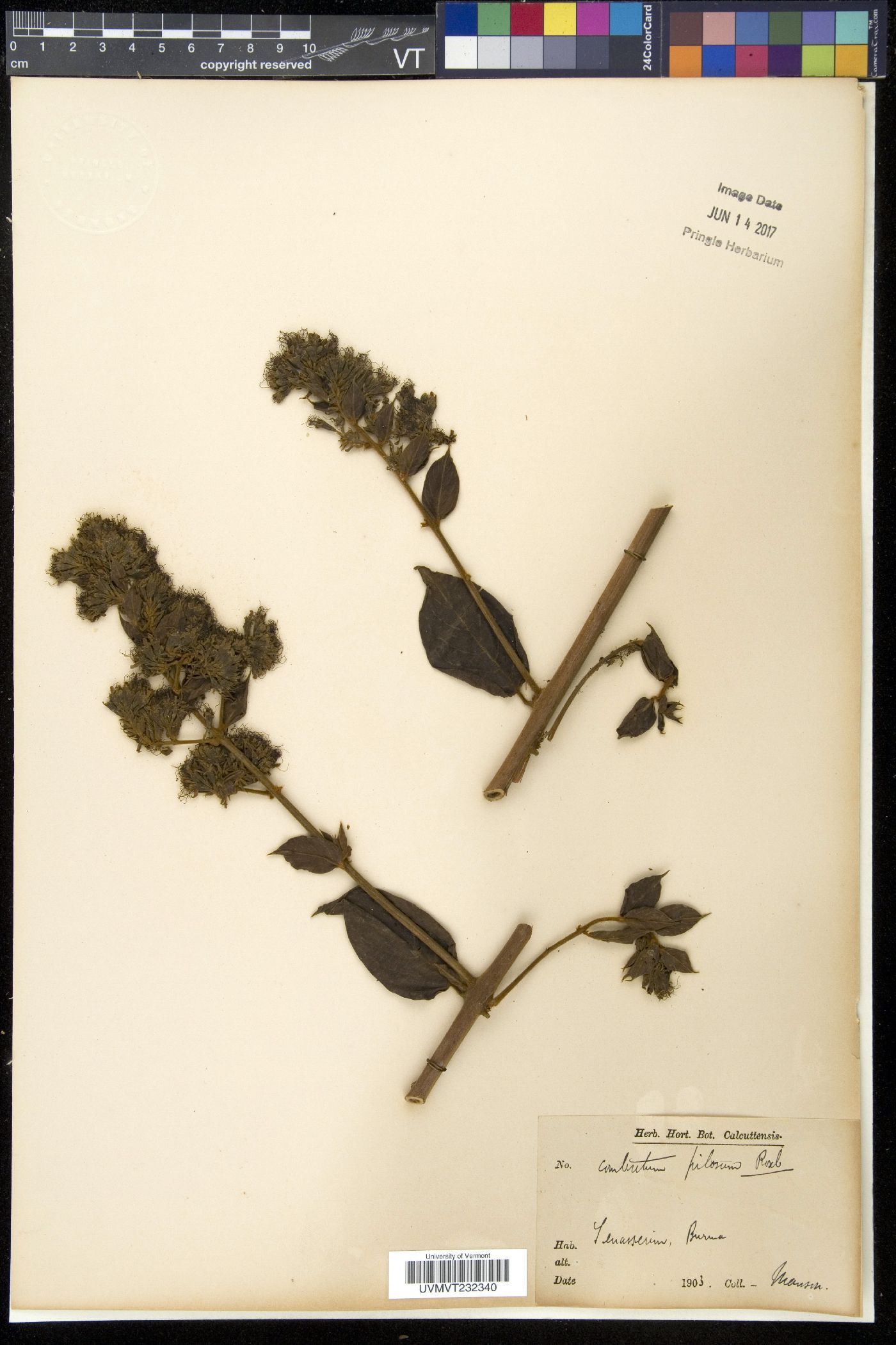 Combretum pilosum image