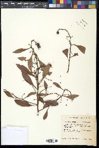 Conocarpus erectus image