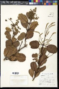 Laguncularia racemosa image