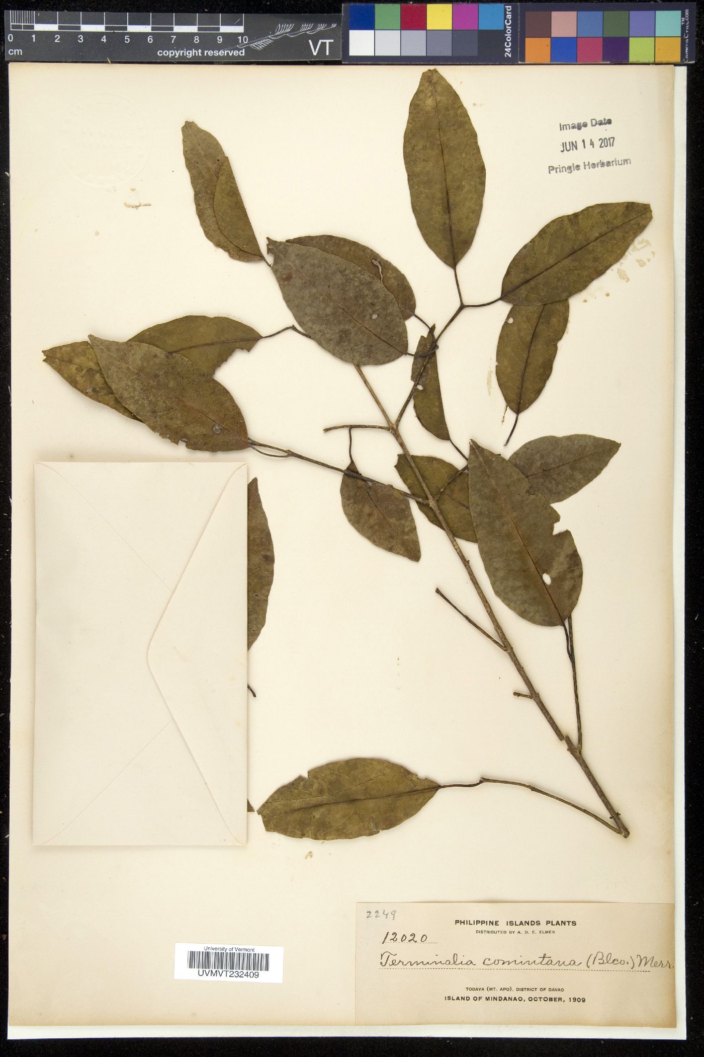 Terminalia citrina image