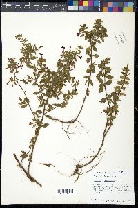 Cuphea aequipetala image