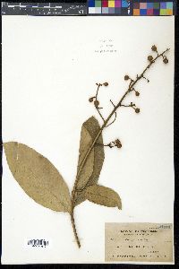 Lagerstroemia speciosa image