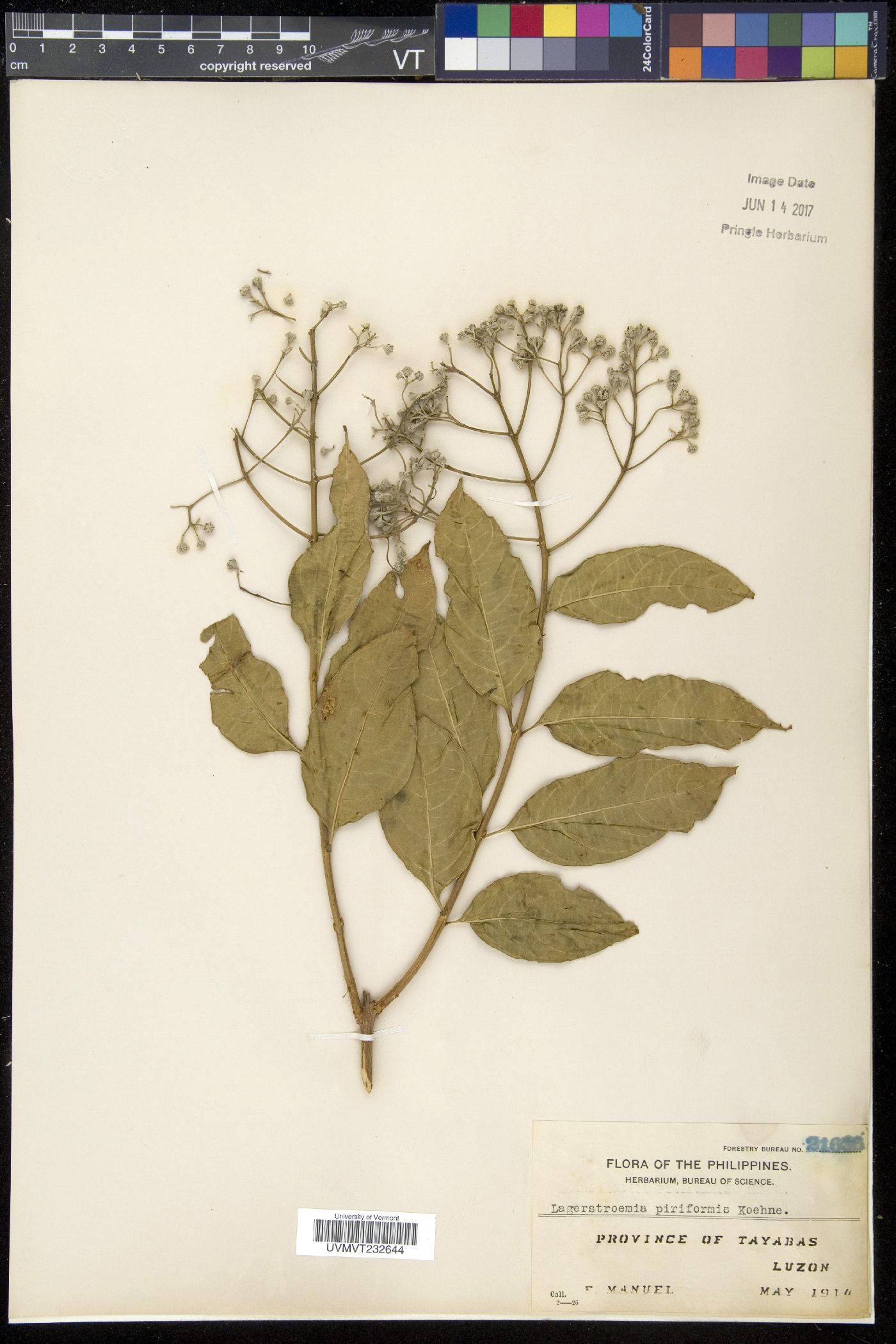 Lagerstroemia celebica image