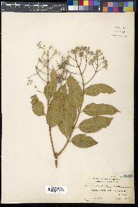 Lagerstroemia celebica image