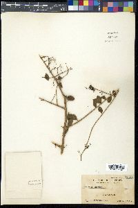 Lawsonia inermis image