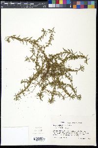 Rotala ramosior image