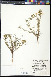 Oenothera serrulata image
