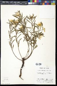 Oenothera serrulata image
