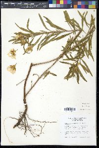 Oenothera berlandieri image