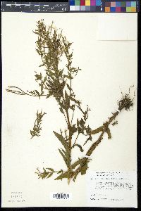 Epilobium halleanum image
