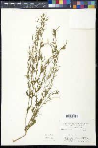 Epilobium fastigiatoramosum image