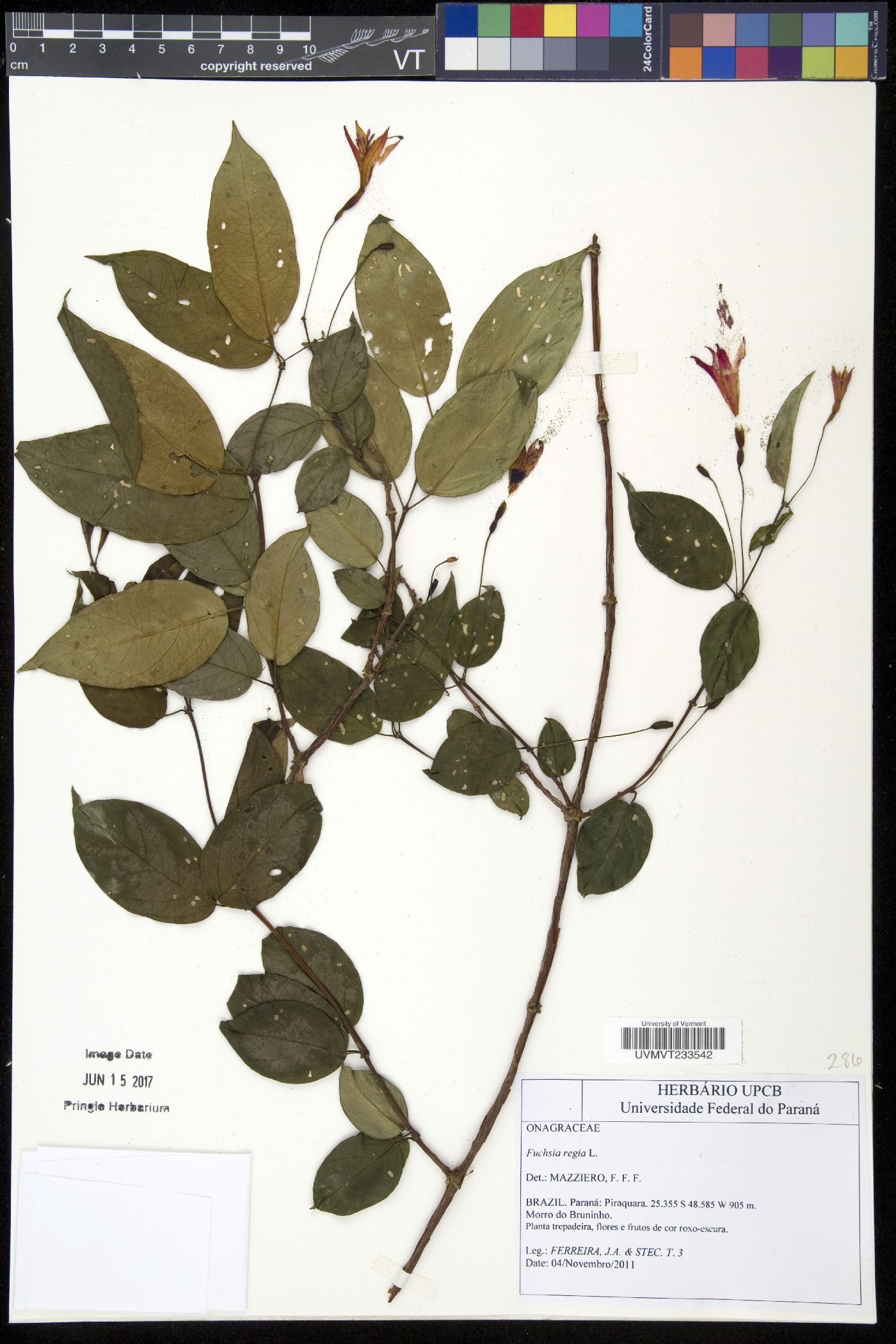 Fuchsia regia image