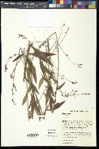 Oenothera gaura image