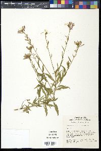 Oenothera gaura image