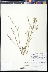 Oenothera filiformis image