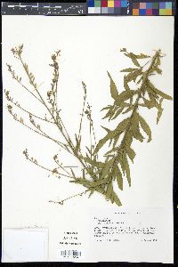 Oenothera gaura image