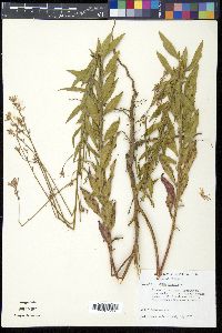 Oenothera gaura image