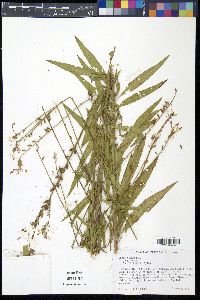 Oenothera gaura image