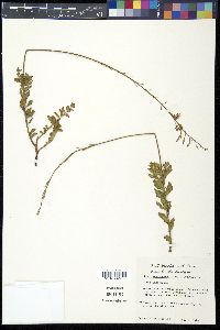 Gaura mckelveyae image