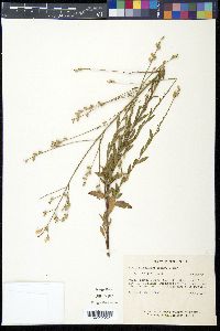 Oenothera lindheimeri image