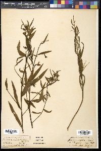 Ludwigia octovalvis subsp. octovalvis image