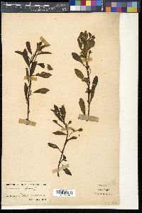 Jussiaea repens image