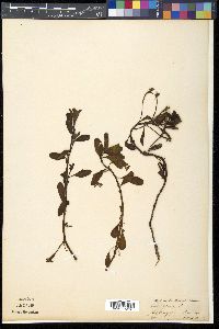 Jussiaea repens image