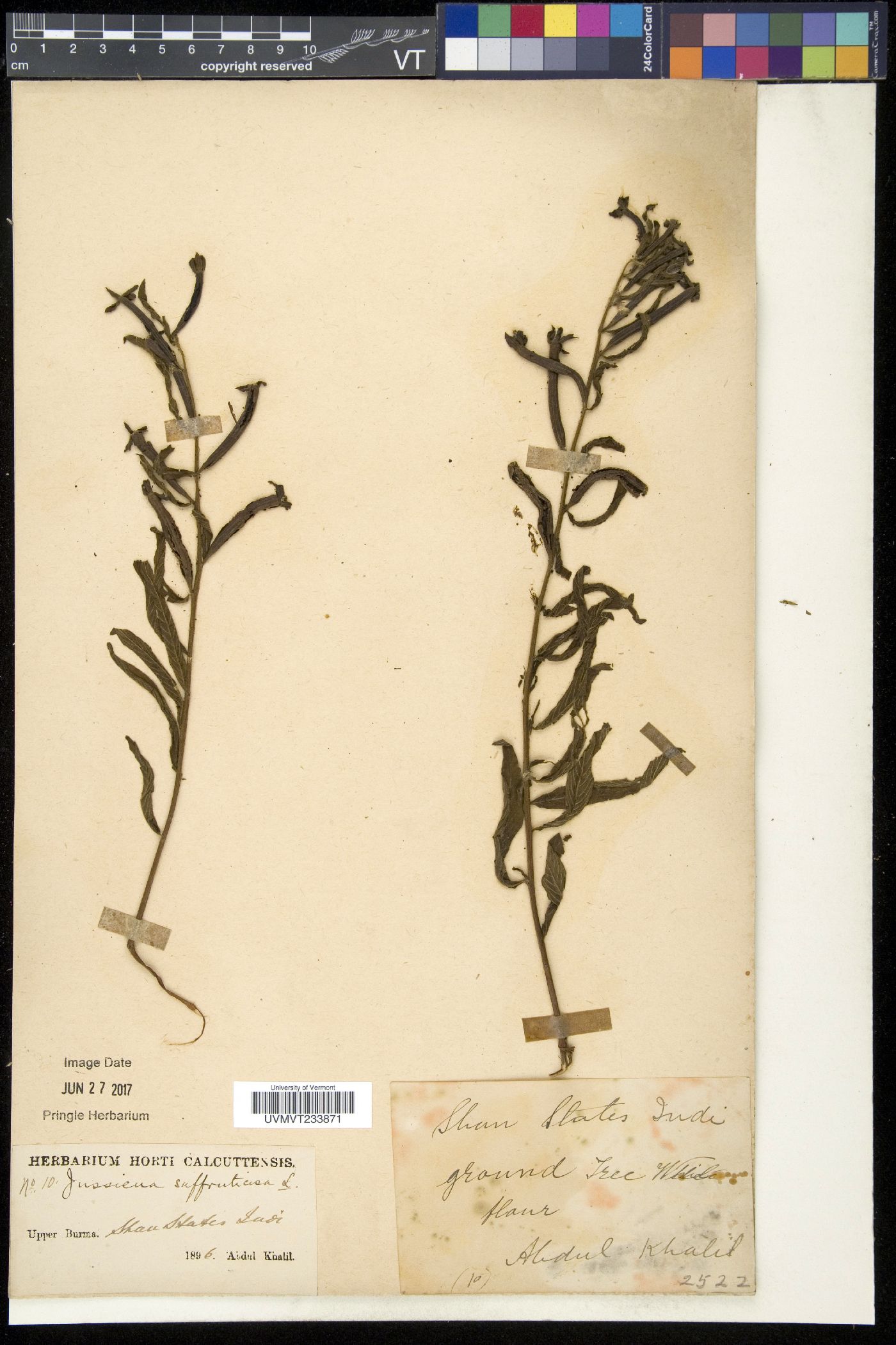 Jussiaea image