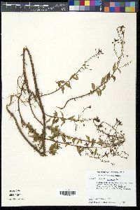 Lopezia racemosa image