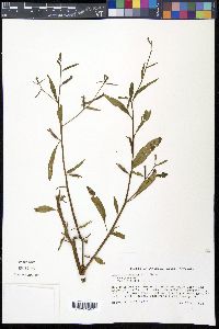 Ludwigia erecta image