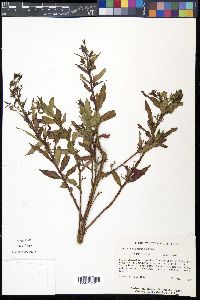 Ludwigia decurrens image