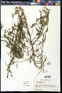 Ludwigia decurrens image