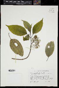 Miconia globuliflora image