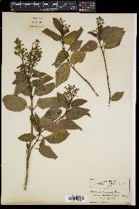 Miconia madrensis image