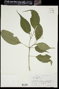 Miconia versicolor image