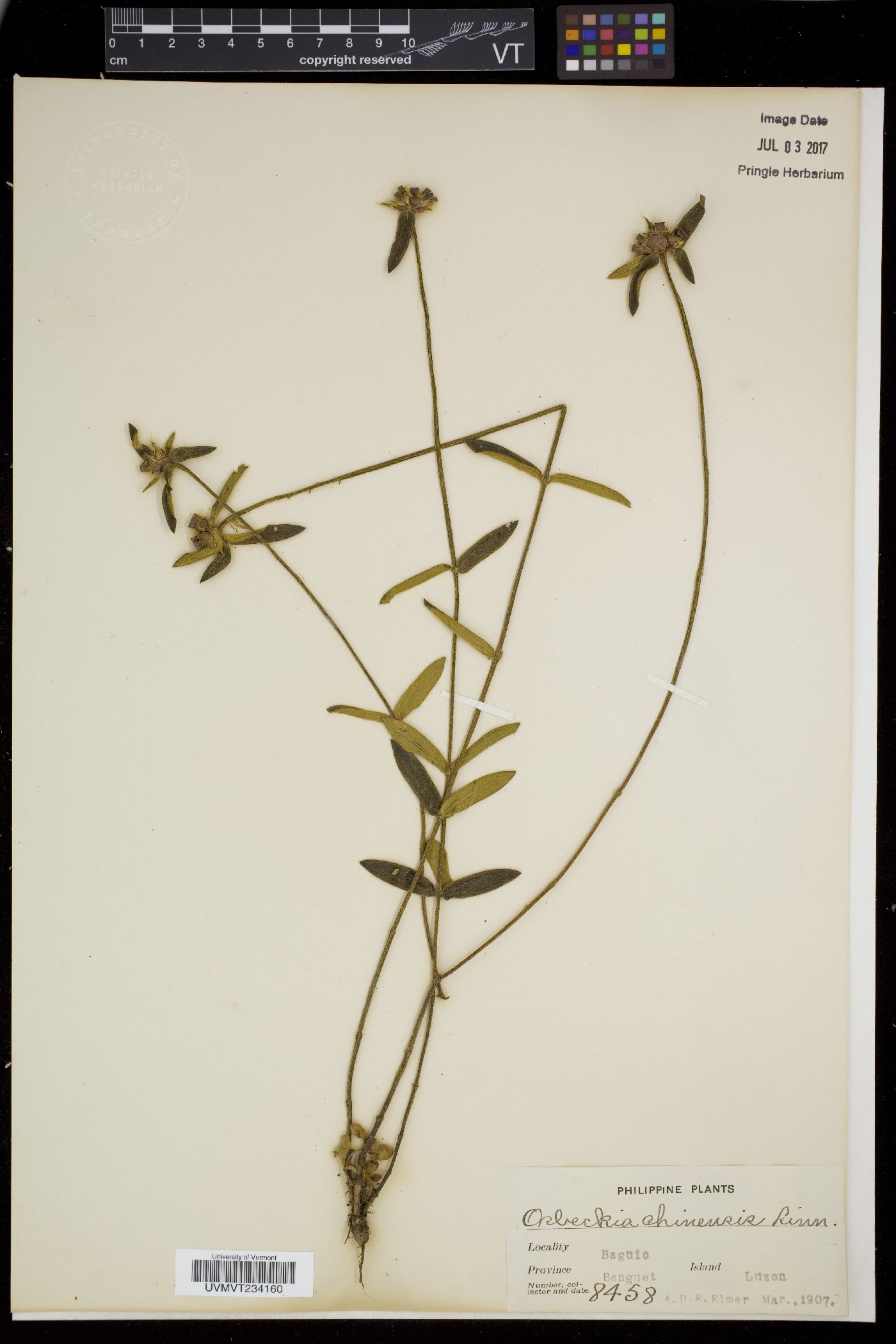 Osbeckia chinensis image