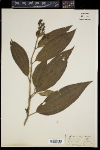 Media resource of Osbeckia rostrata