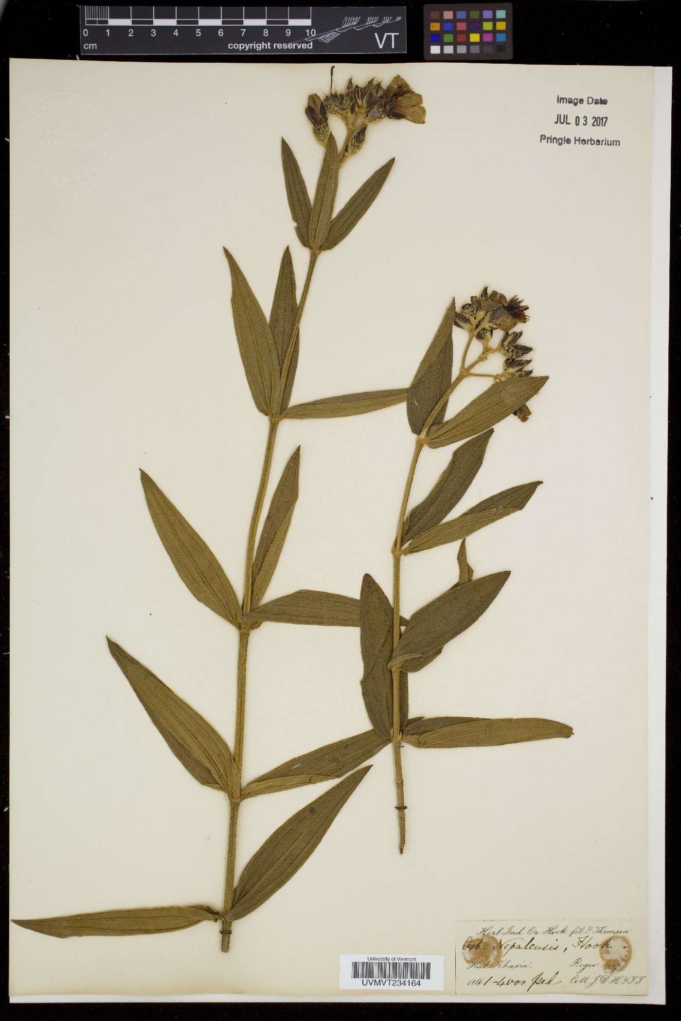 Osbeckia nepalensis image