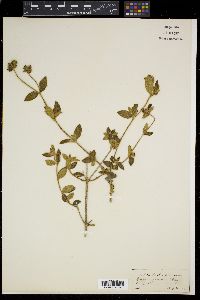Media resource of Osbeckia brachystemon