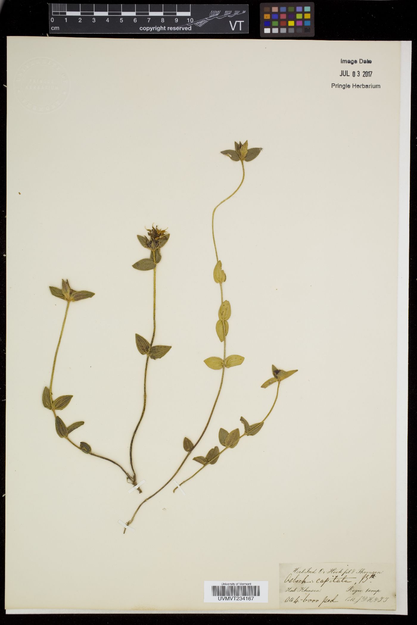 Osbeckia capitata image