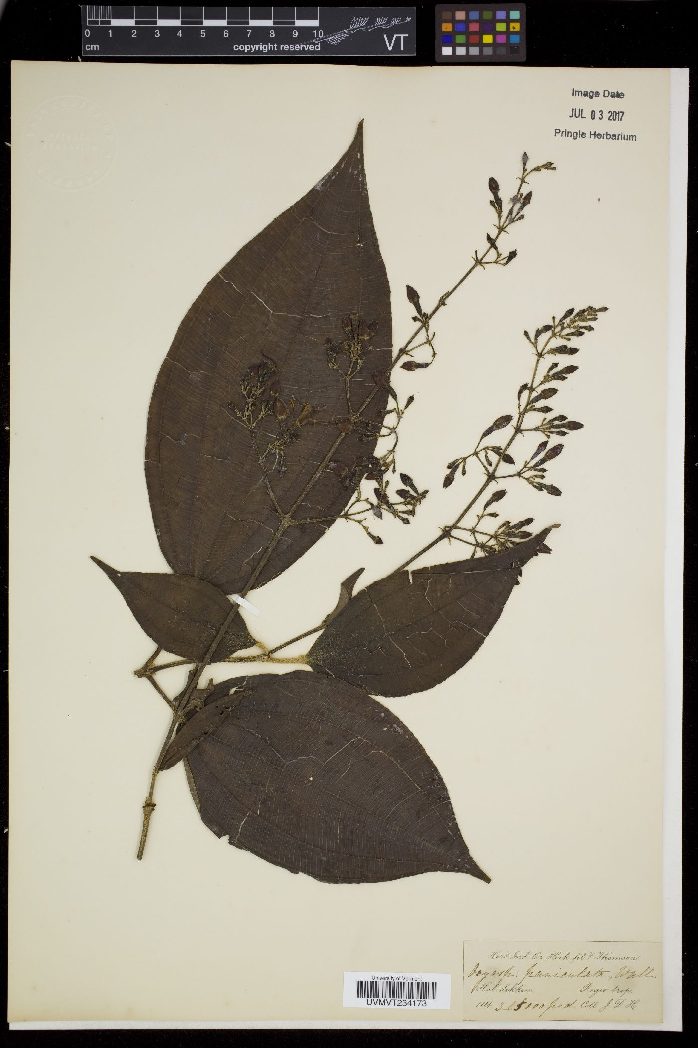 Oxyspora paniculata image